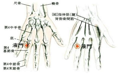 沖門|沖門:名稱釋義,功能作用,治法,定位,解剖,主治,操作,臨床運用,配伍,。